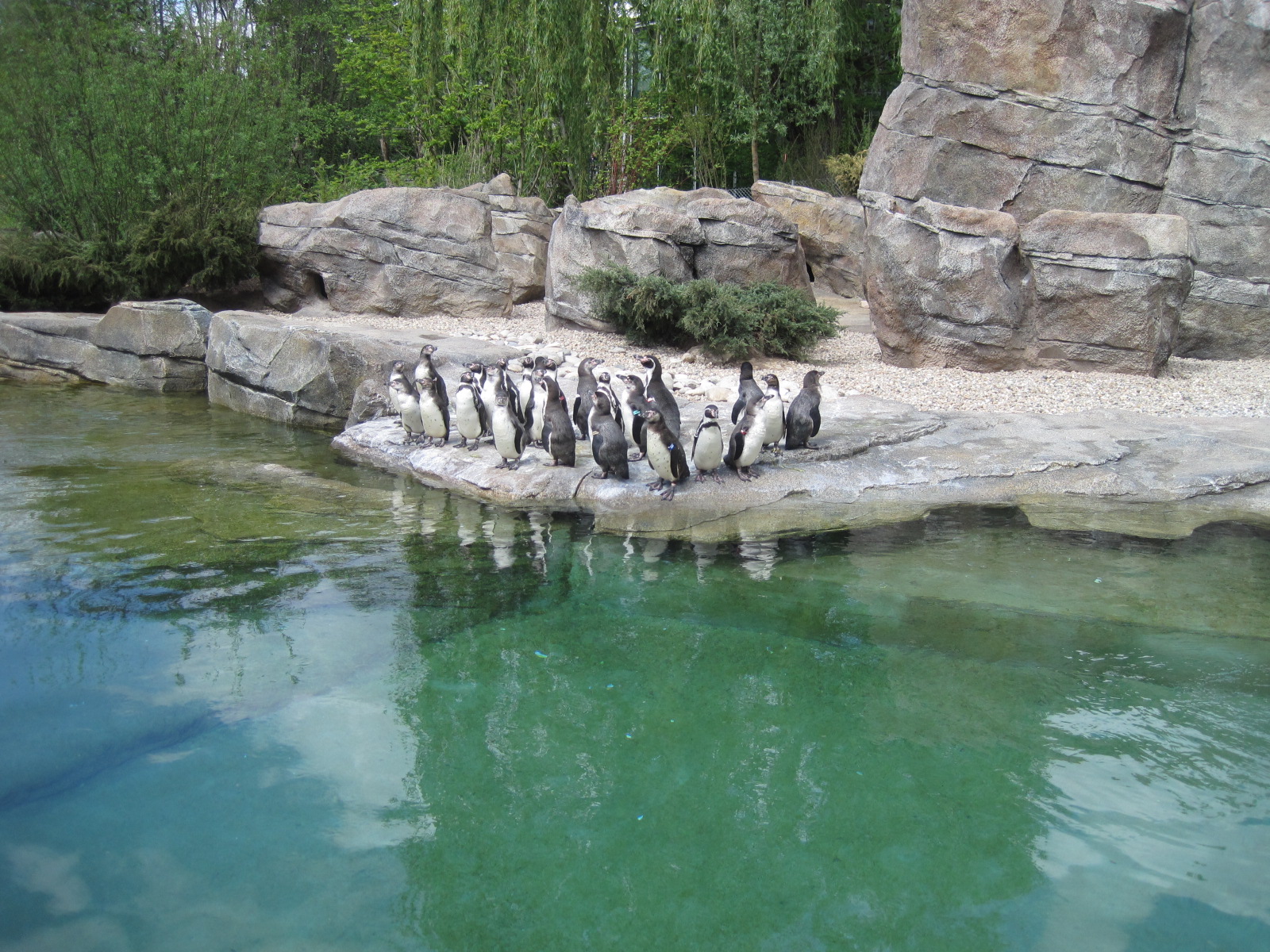 Pinguinanlage Frankfurt am Main Zoo, Tag der Eröffnung
